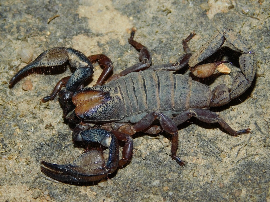 fuscipes3.jpg