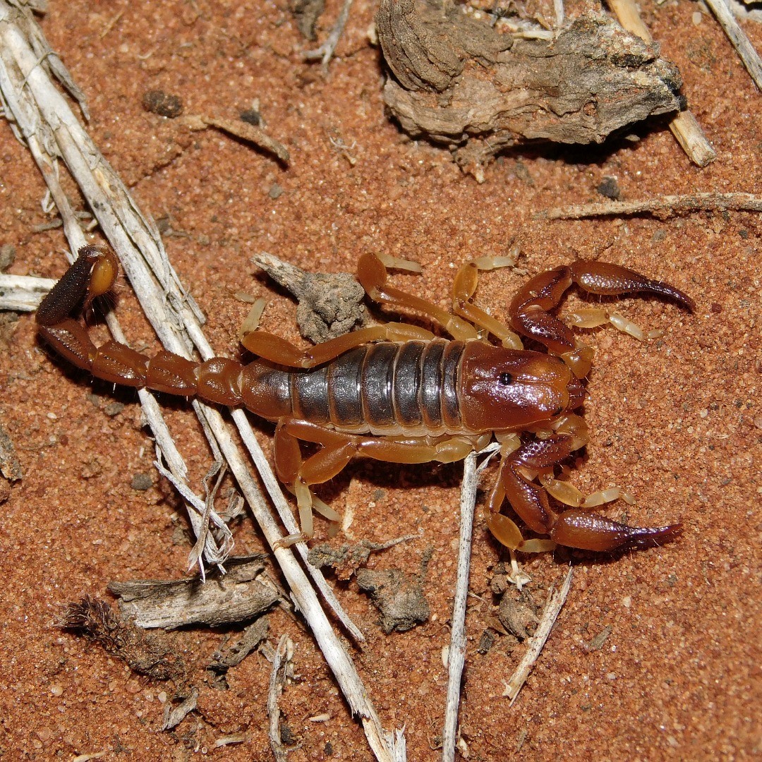 ammopus male.jpg