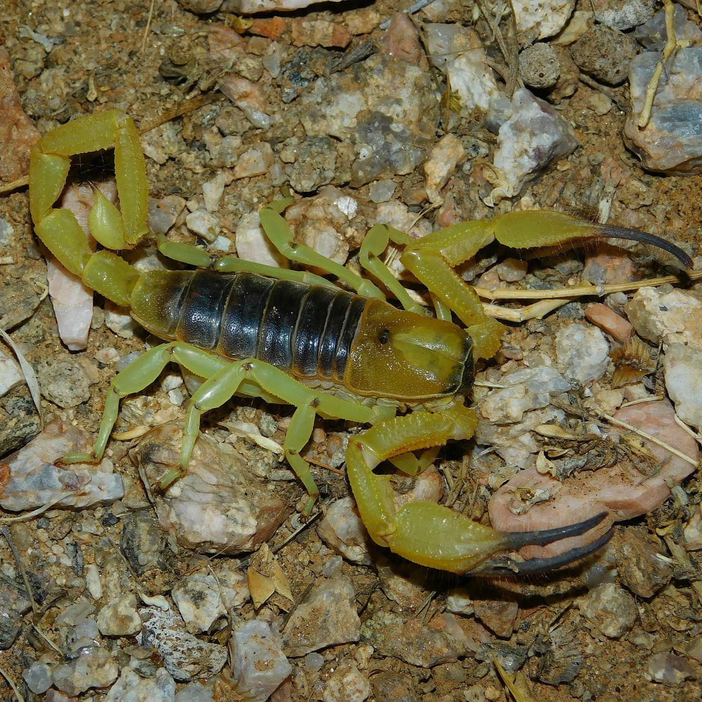 longicauda1.jpg