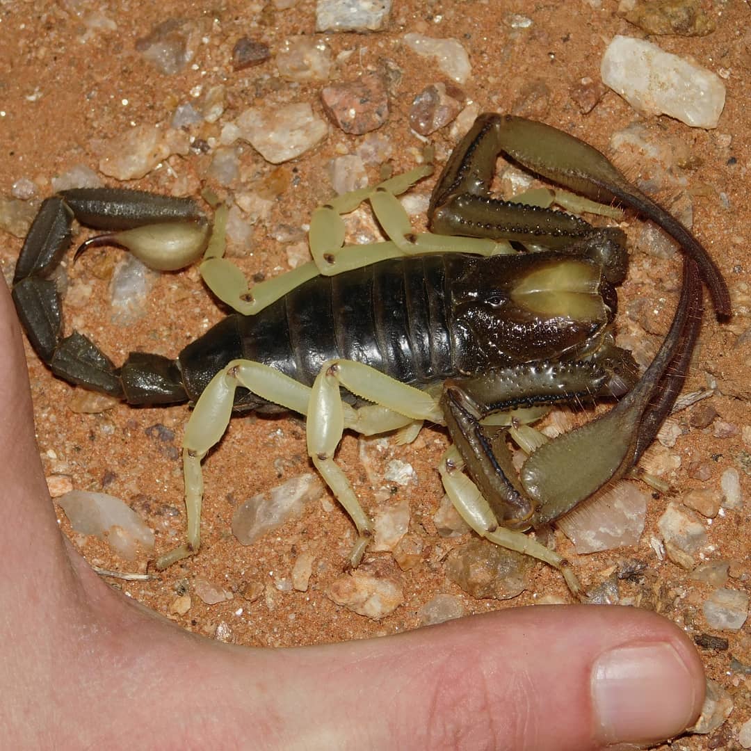 gigas male2.jpg