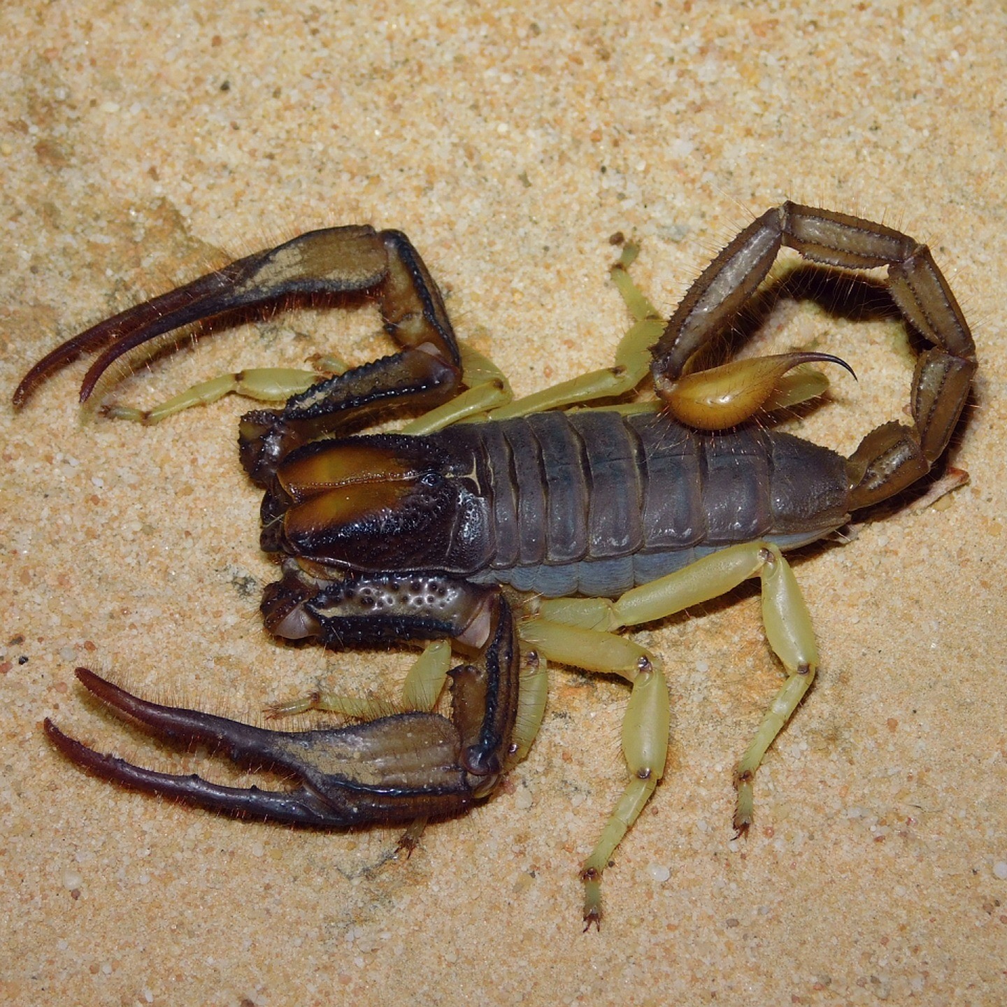 paulbester_scorps_418013468_3753293564882466_7682033346953834697_n.jpg