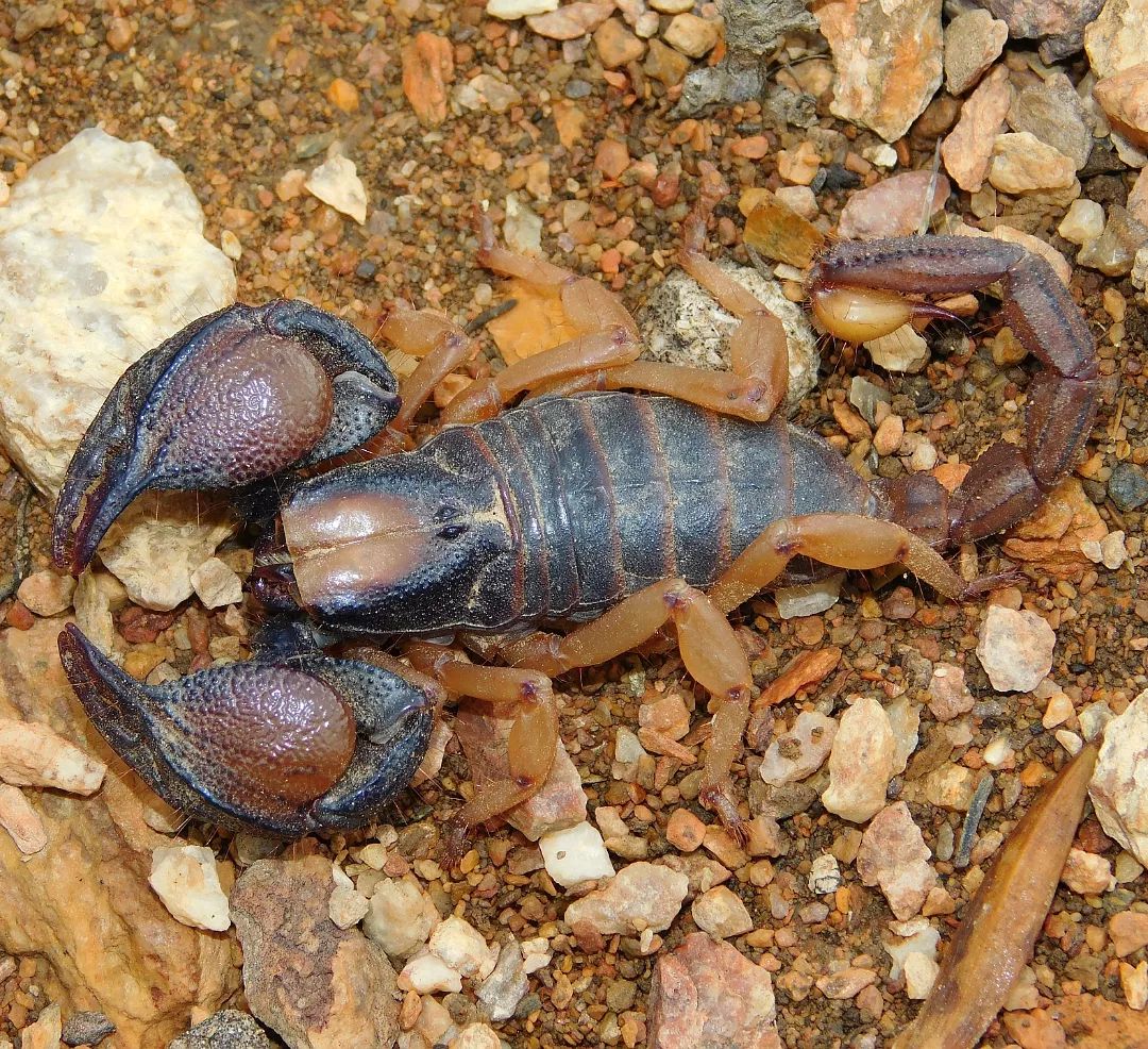 Opistophthalmus chaperi1.webp