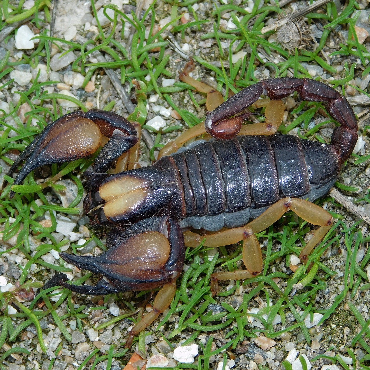 latro 2.jpg