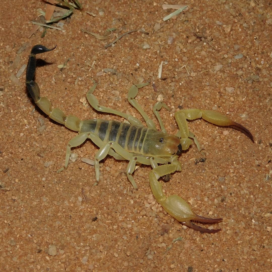 paulbester_scorps_89283268_2554948761283637_1162390555290964686_n.jpg
