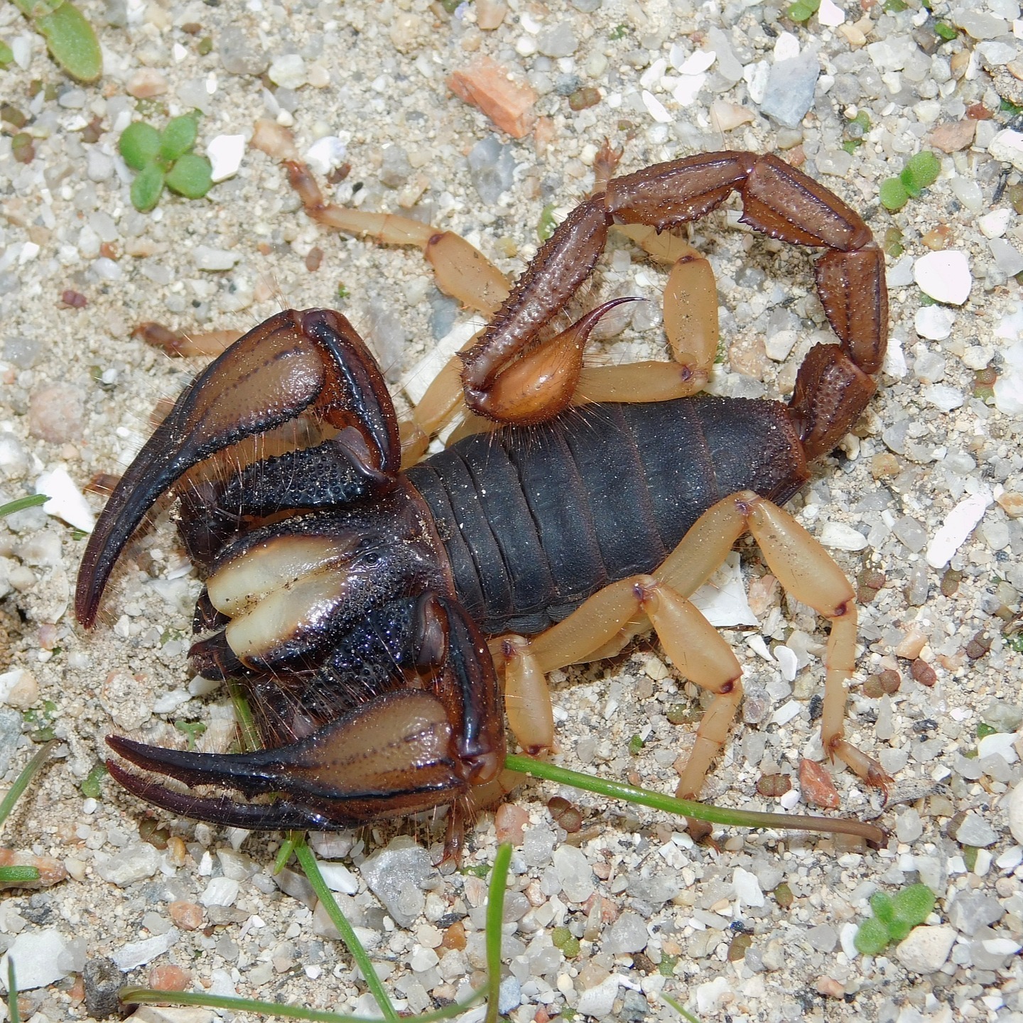 latro male1.jpg