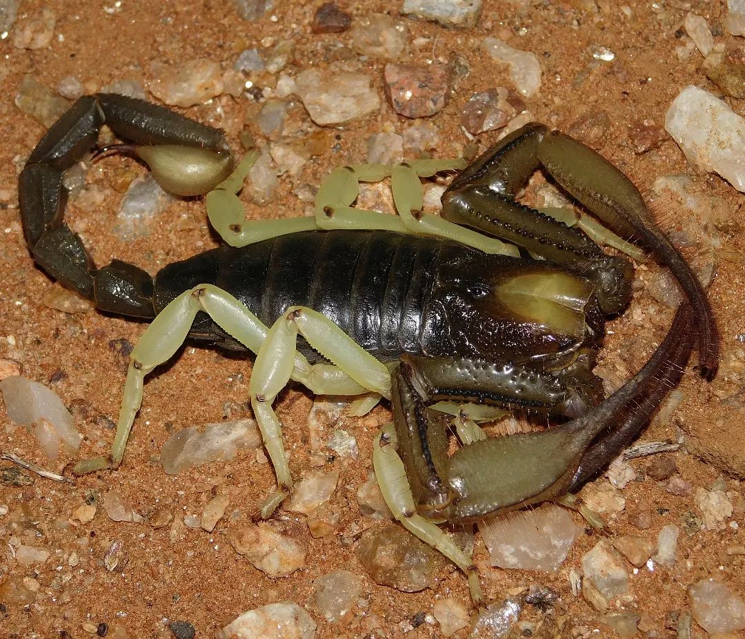 gigas female4.webp