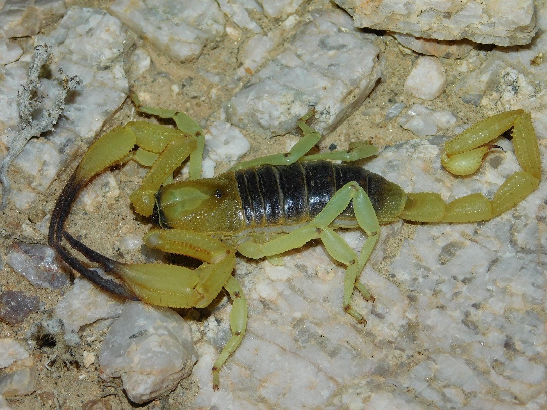 longicauda5.jpg