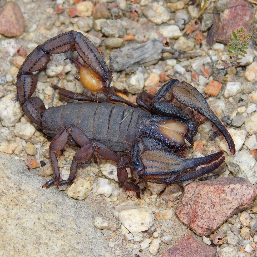 fossor1.jpg