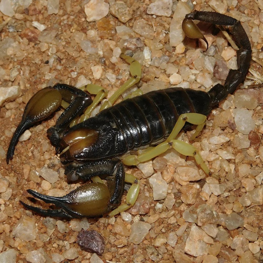 gigas female.webp