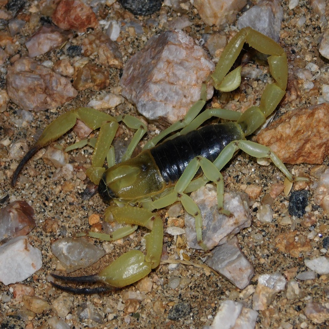 longicauda3.jpg