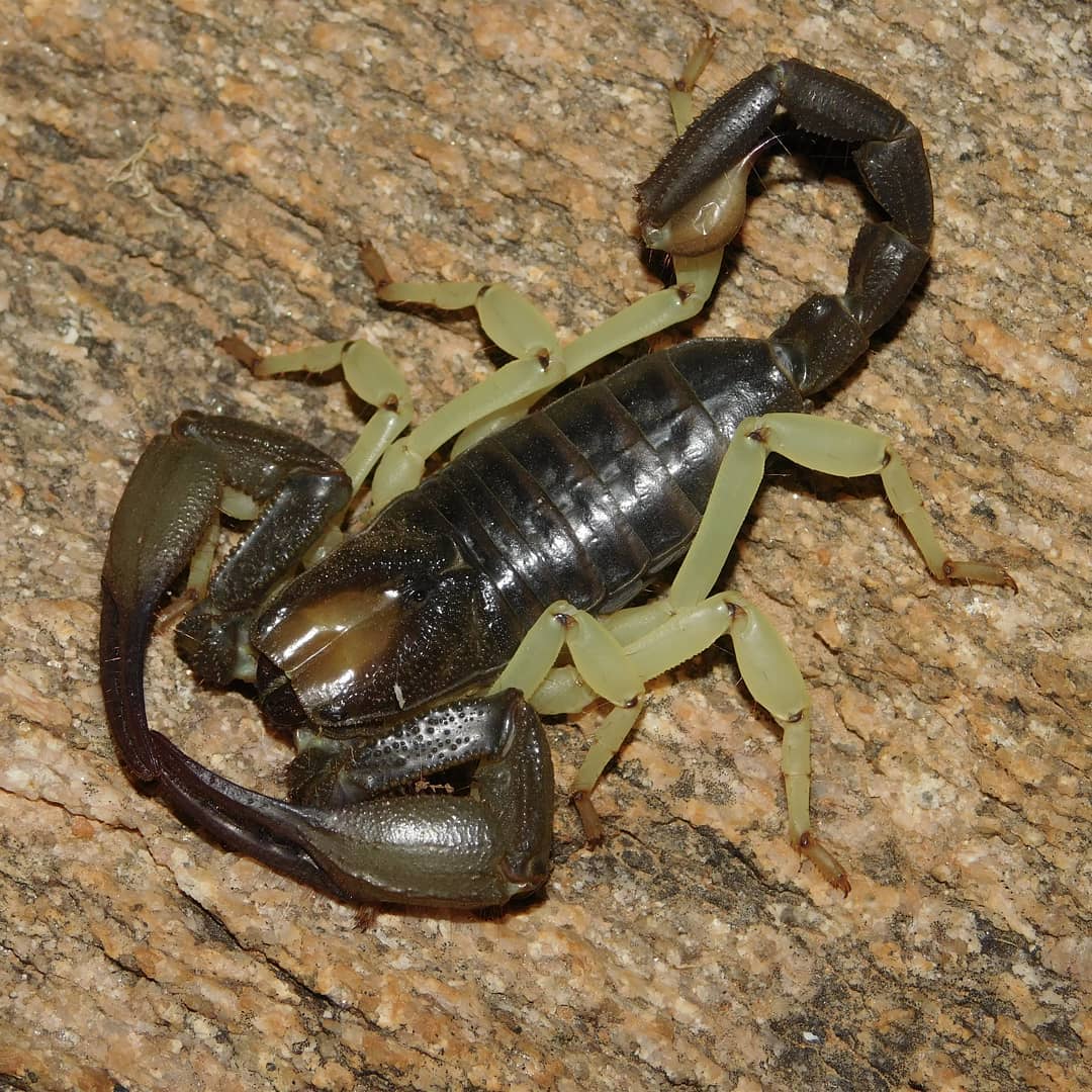 male sub gigas.jpg
