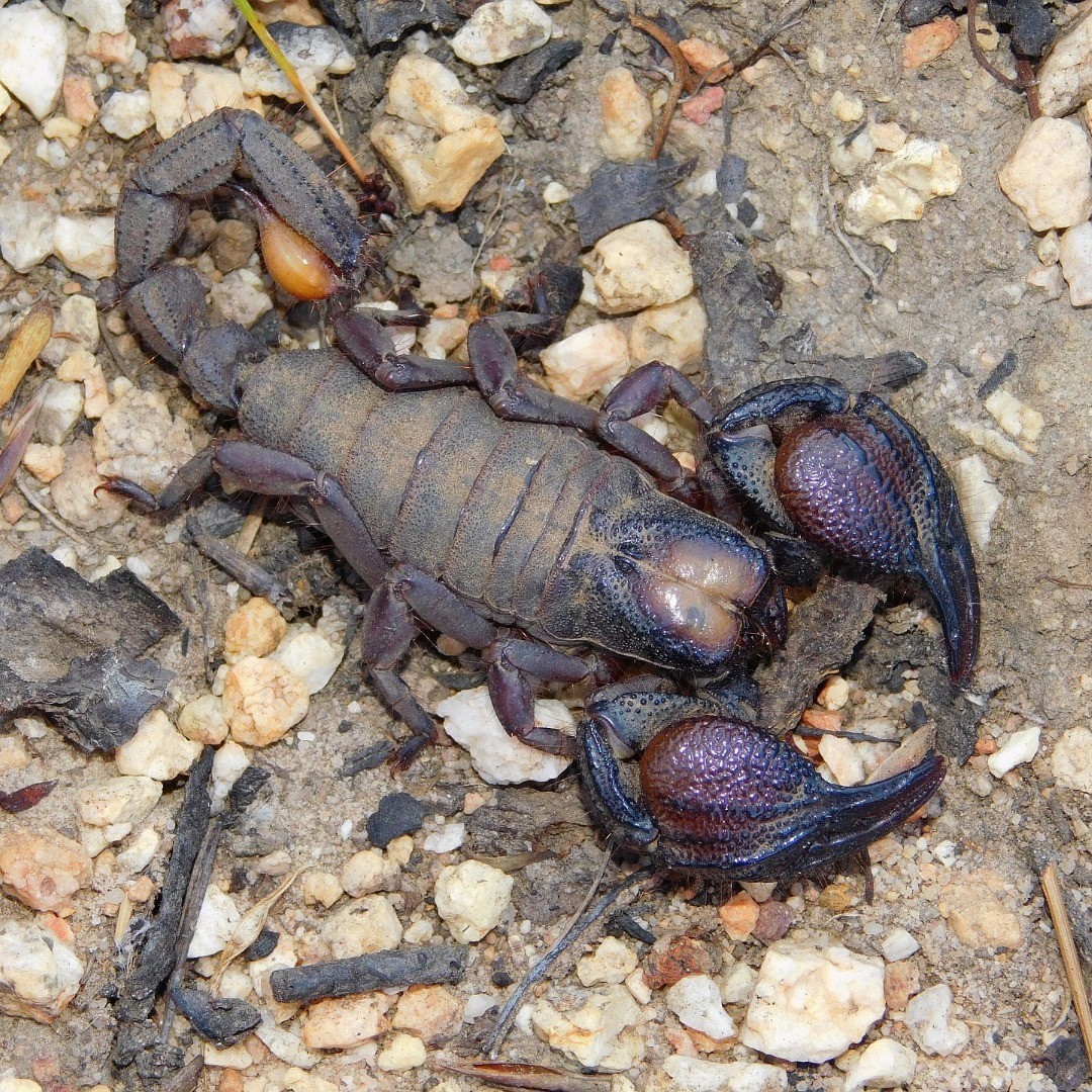 fossor2.jpg