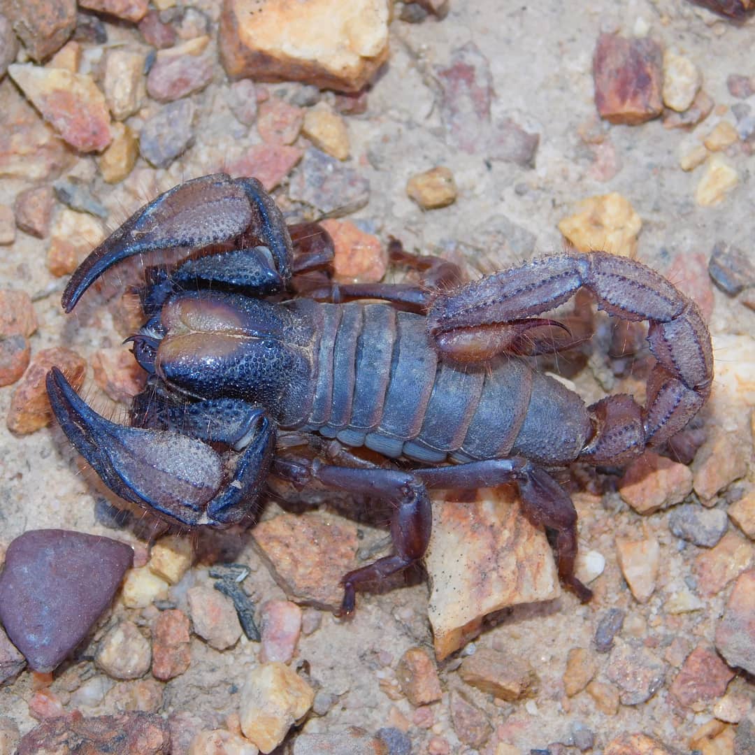 fuscipes1.jpg