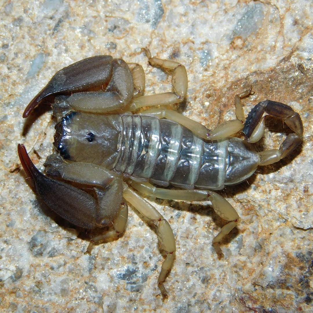 paulbester_scorps_248501460_443096763917360_3307782324183018935_n.jpg