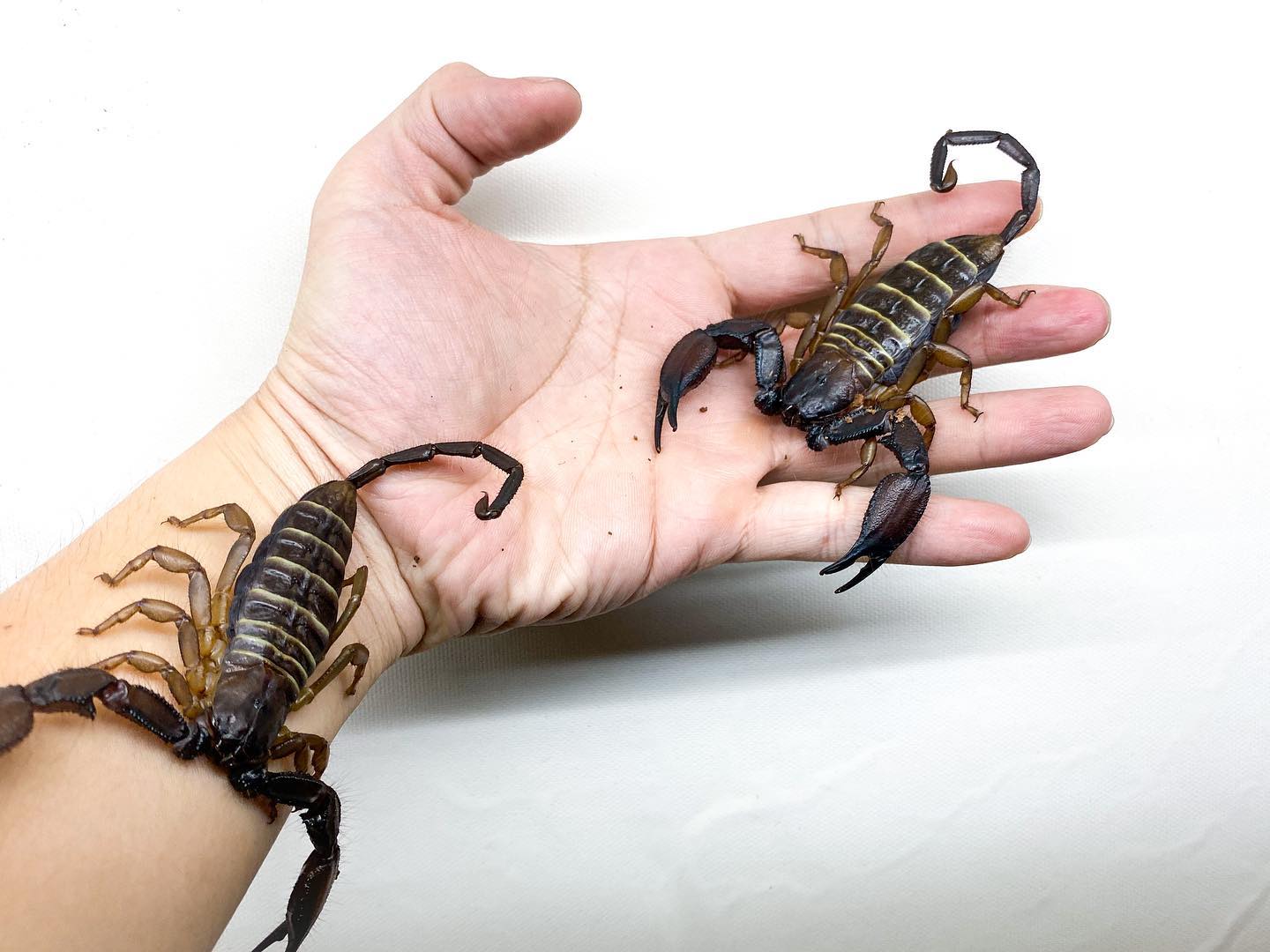 arthropoda.boi_298556121_453317723337099_359184445160596391_n.jpg